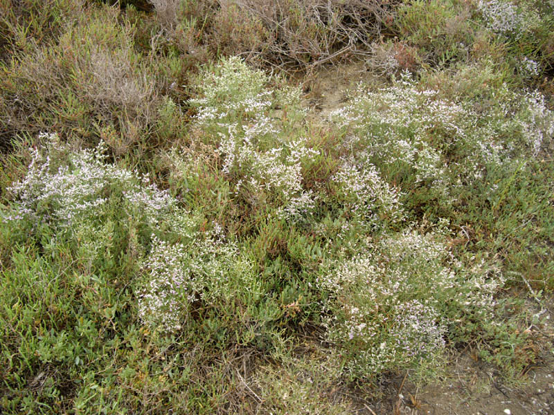 Limonium sp en fleurs sur les falaises côtières d'Espagne